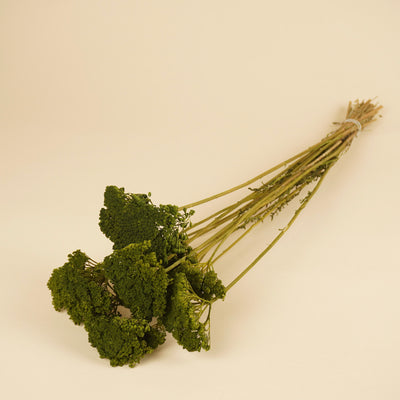 Gedroogde achillea – groen