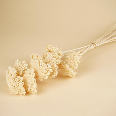Dried Achillea Parker bleached