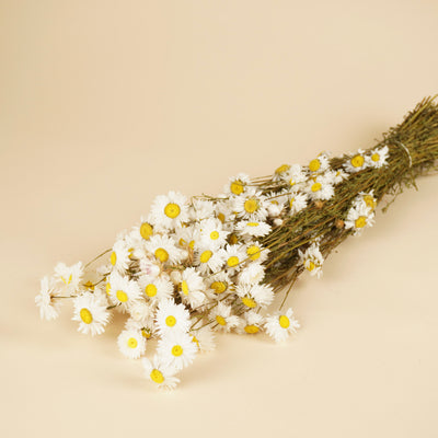 Dried acroclinium white