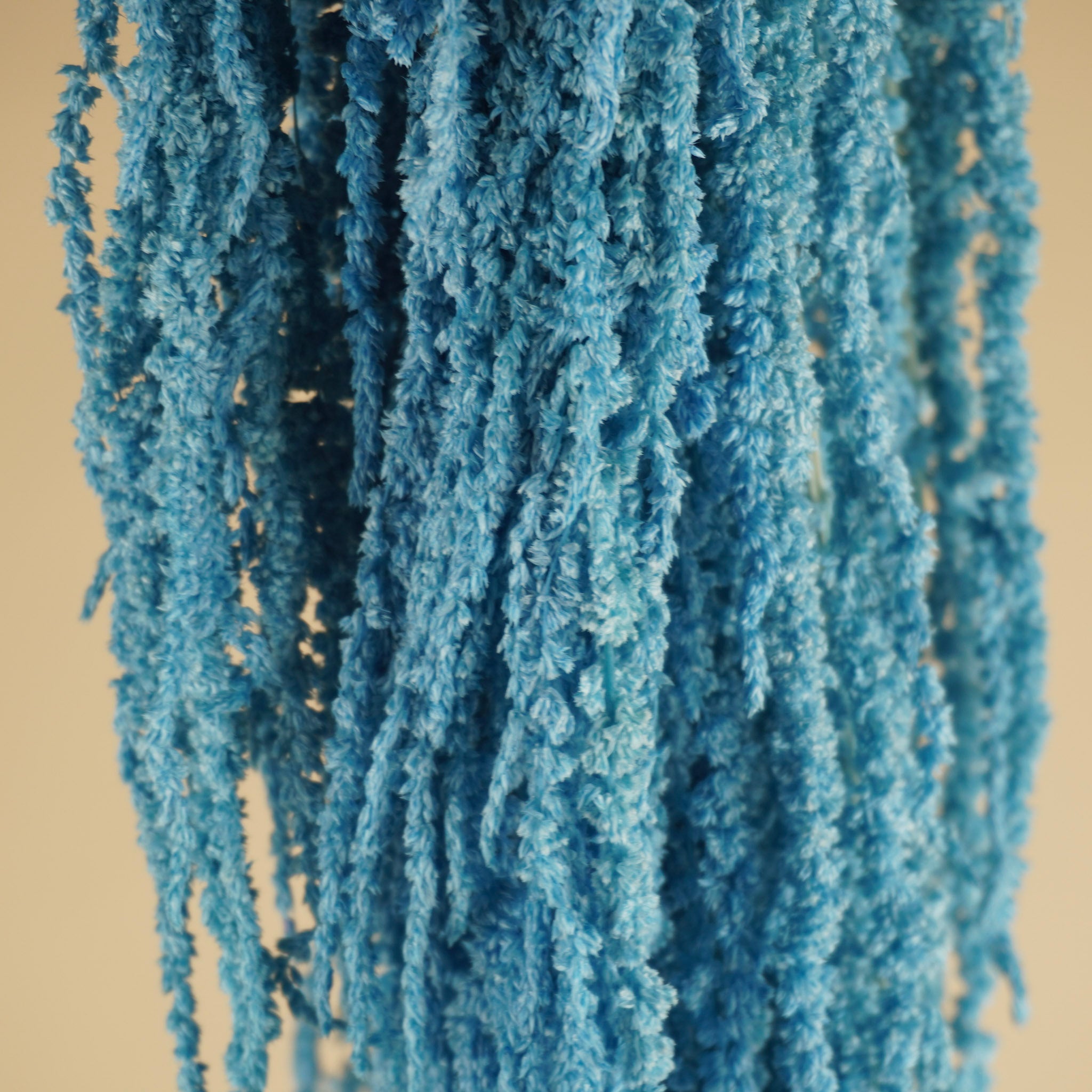 Amaranthus caudatus séché prêché bleu clair