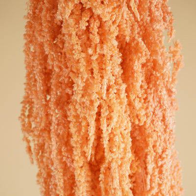 Saumon préservé de l'amaranthus caudatus séché