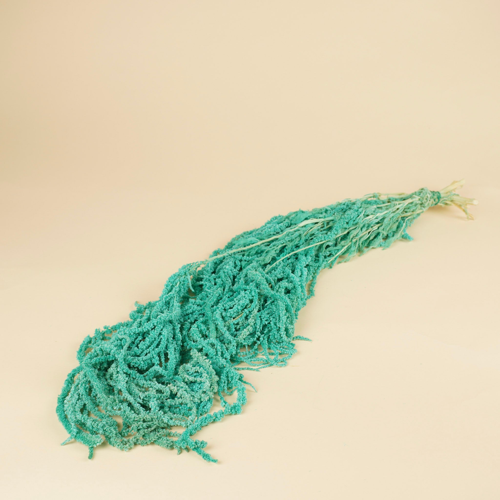 Amaranthus caudatus séché prêché aqua bleu