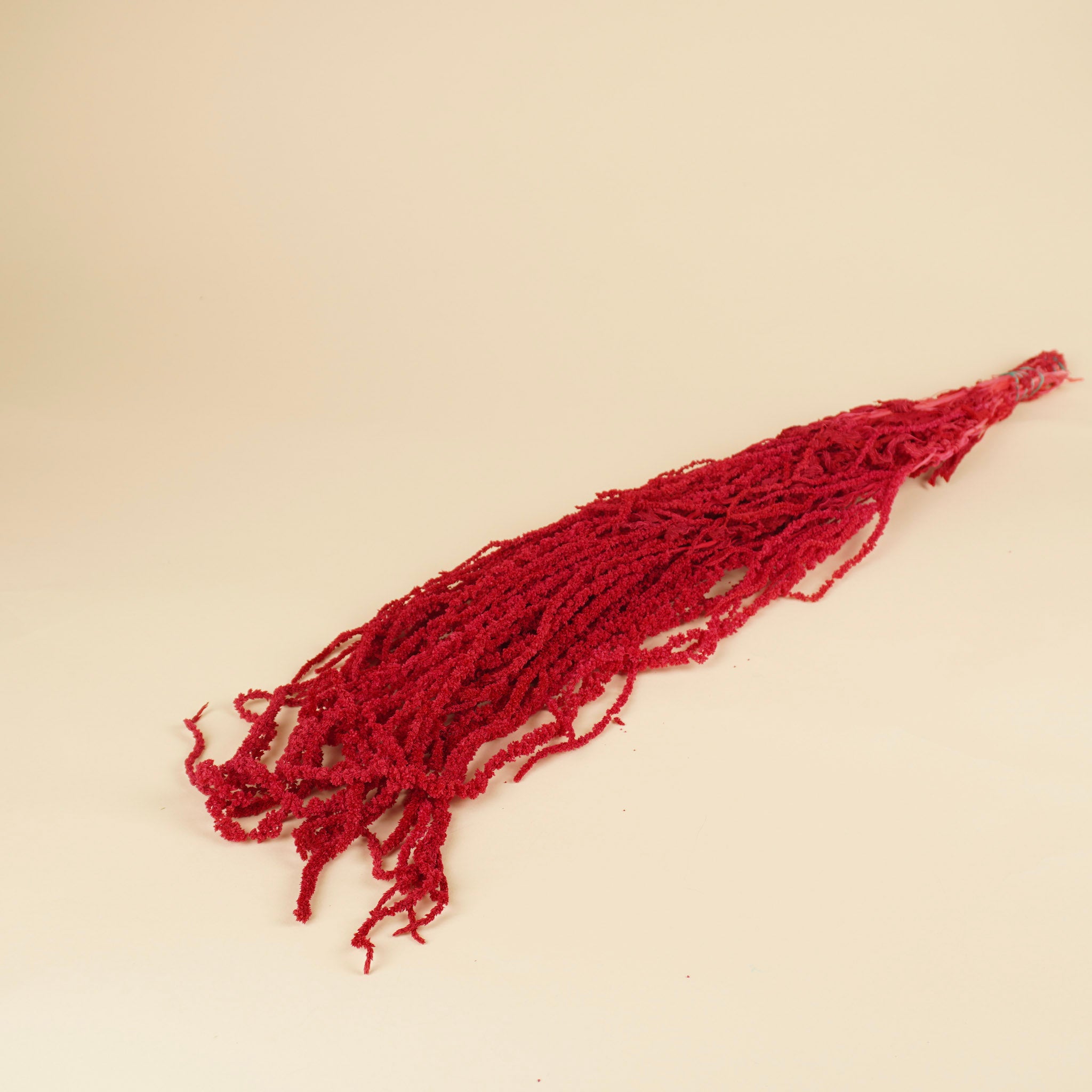 Amaranthus caudatus séché préservé Cerise