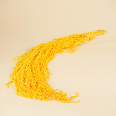 Amaranthus caudatus séché jaune préservé