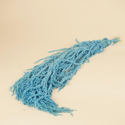 Amaranthus caudatus séché prêché bleu clair