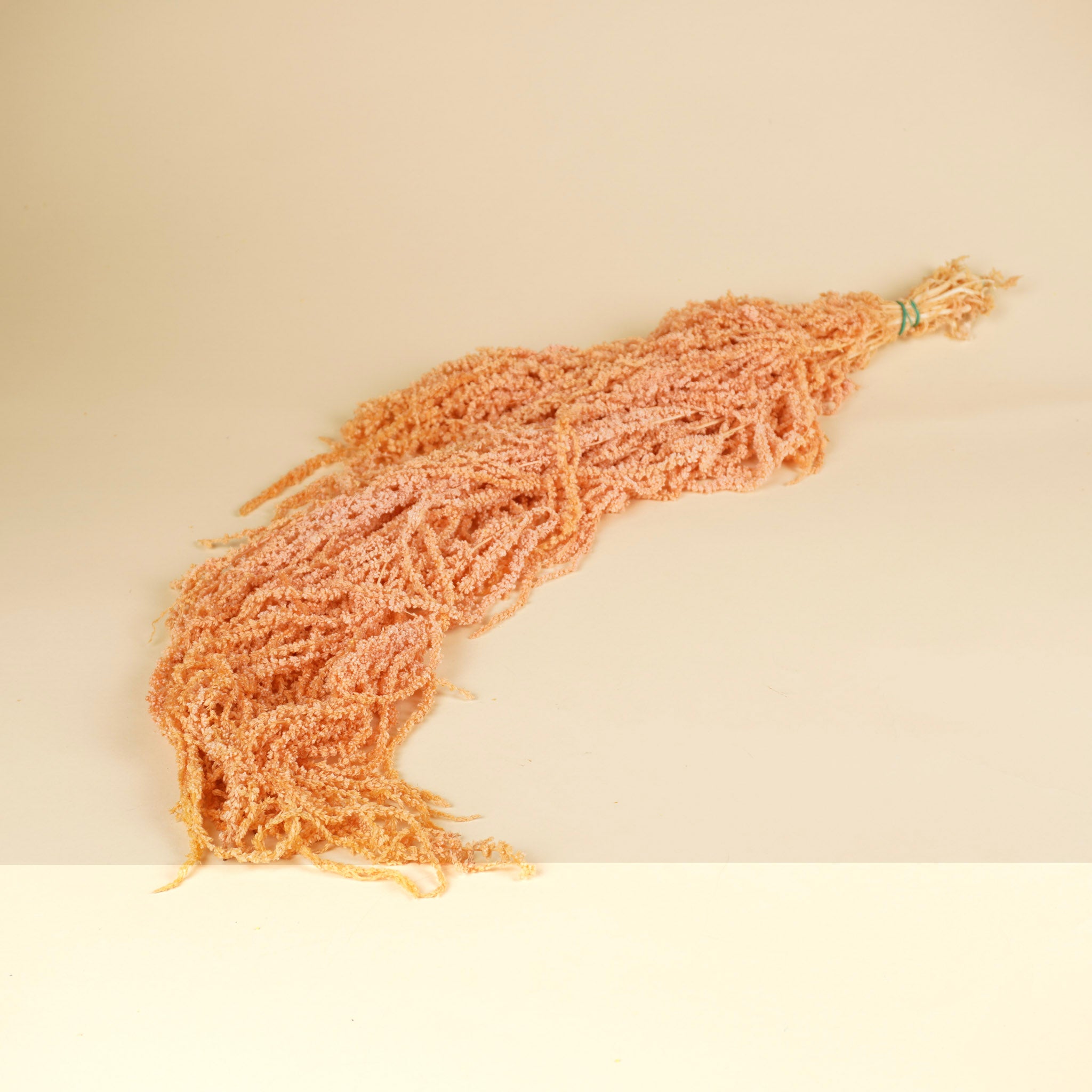 Saumon préservé de l'amaranthus caudatus séché