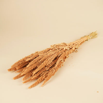 Séché amaranthus coral rose