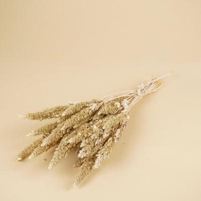 Dried Amaranthus Misty White