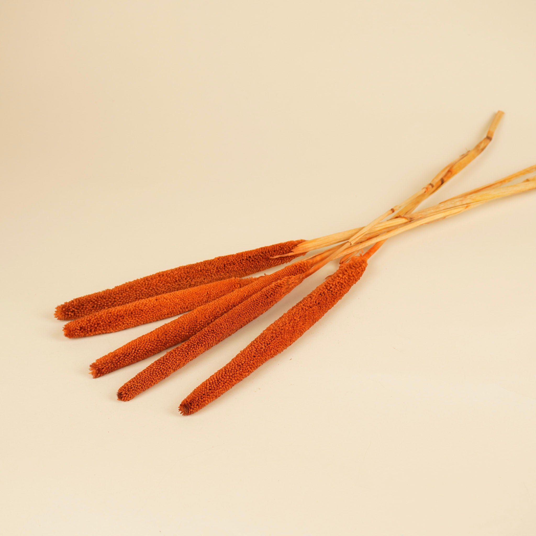 Gedroogde babala - oranje