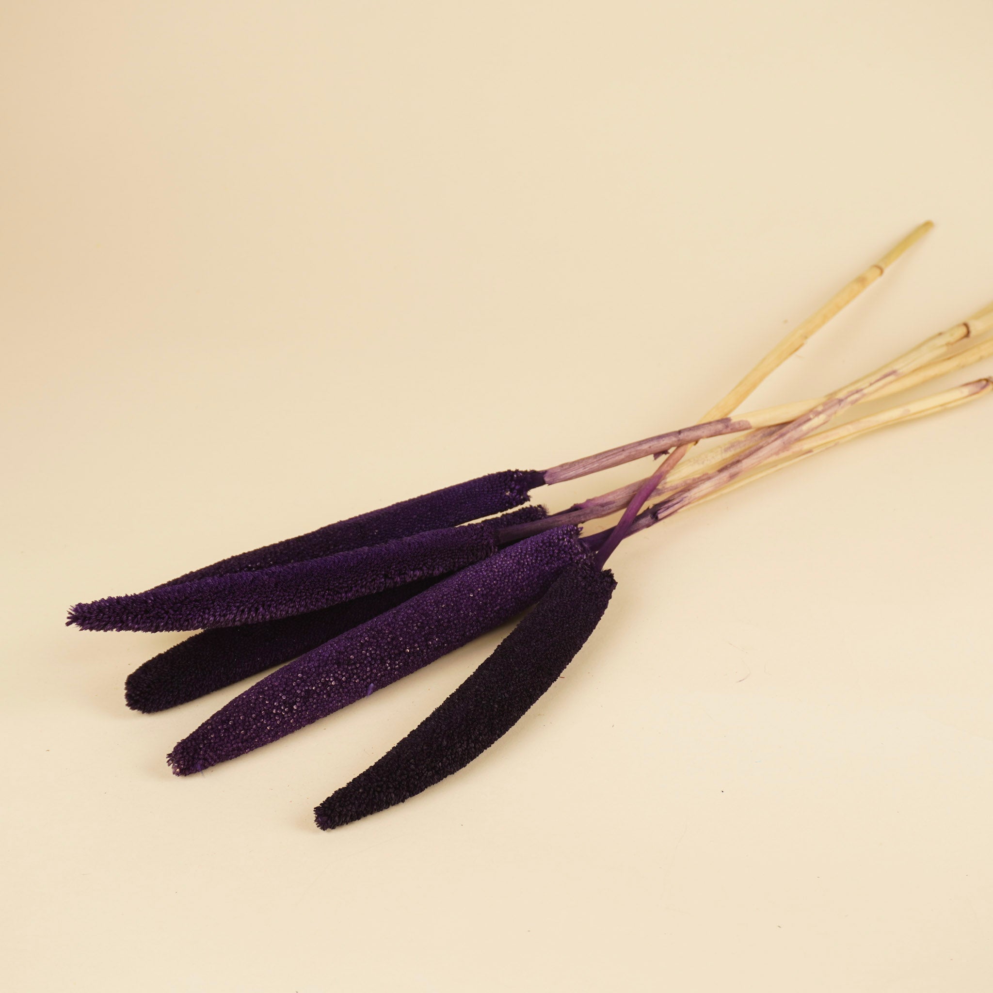 Babala violet