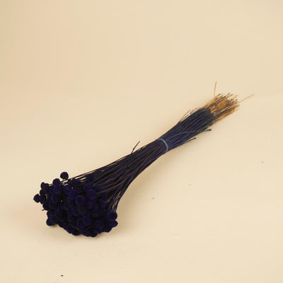 Botao Botton Dark blue dried