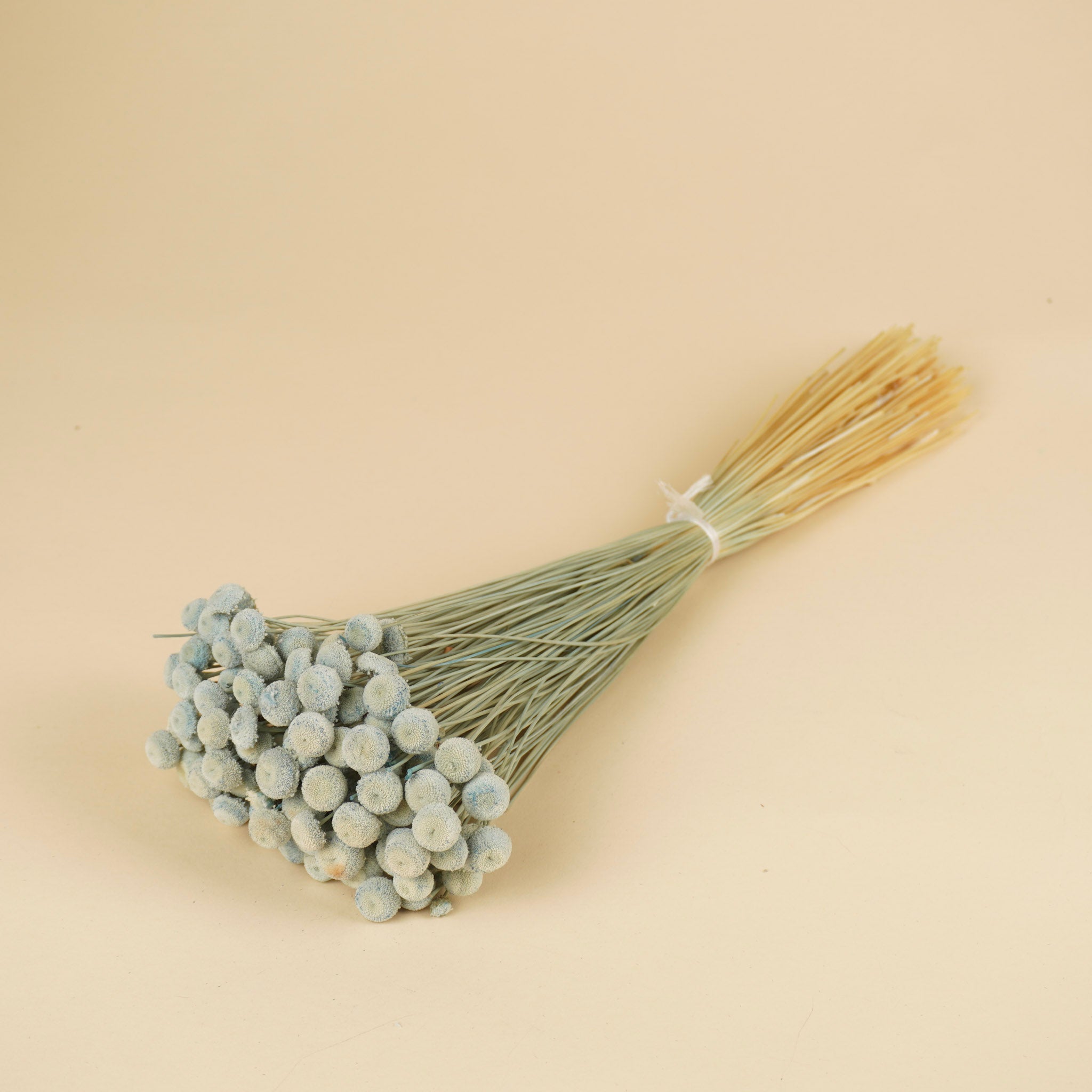 Botao Botton Dark blue dried