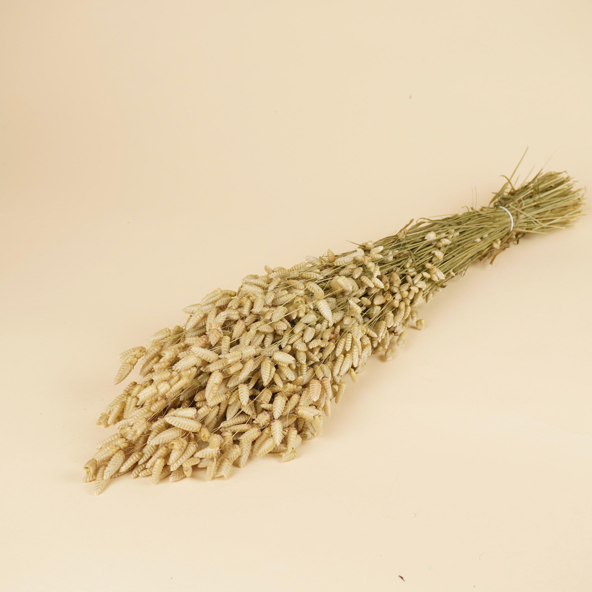 Briza Maxima dried