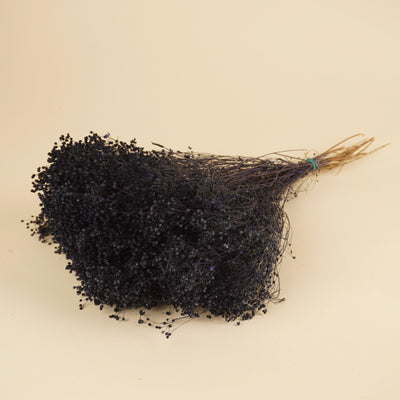 Dried Broom Bloom Purple