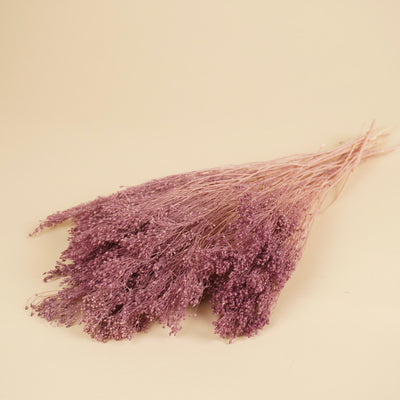 Gedroogde broom bloom – milka paars