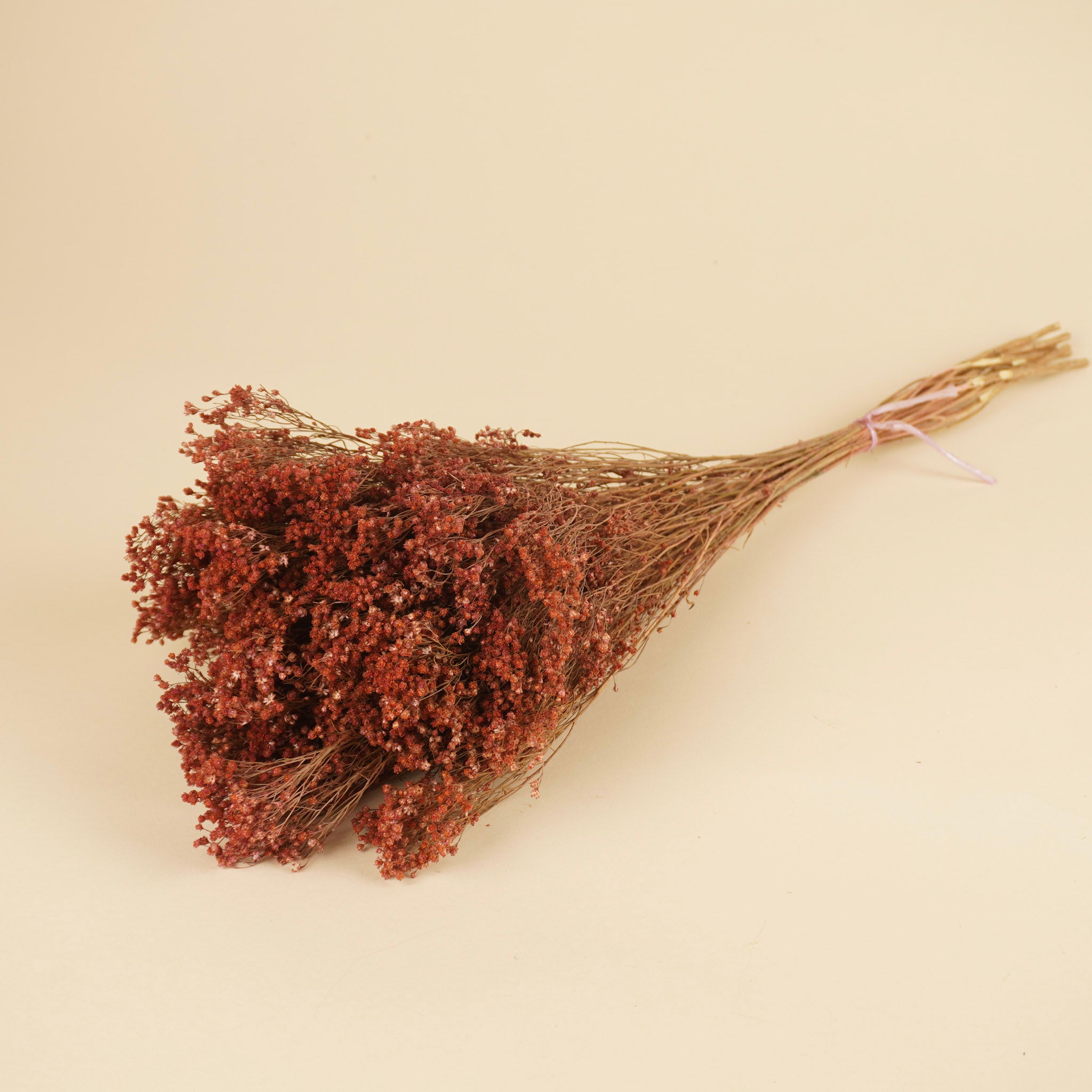 Dried Broom Bloom Pink