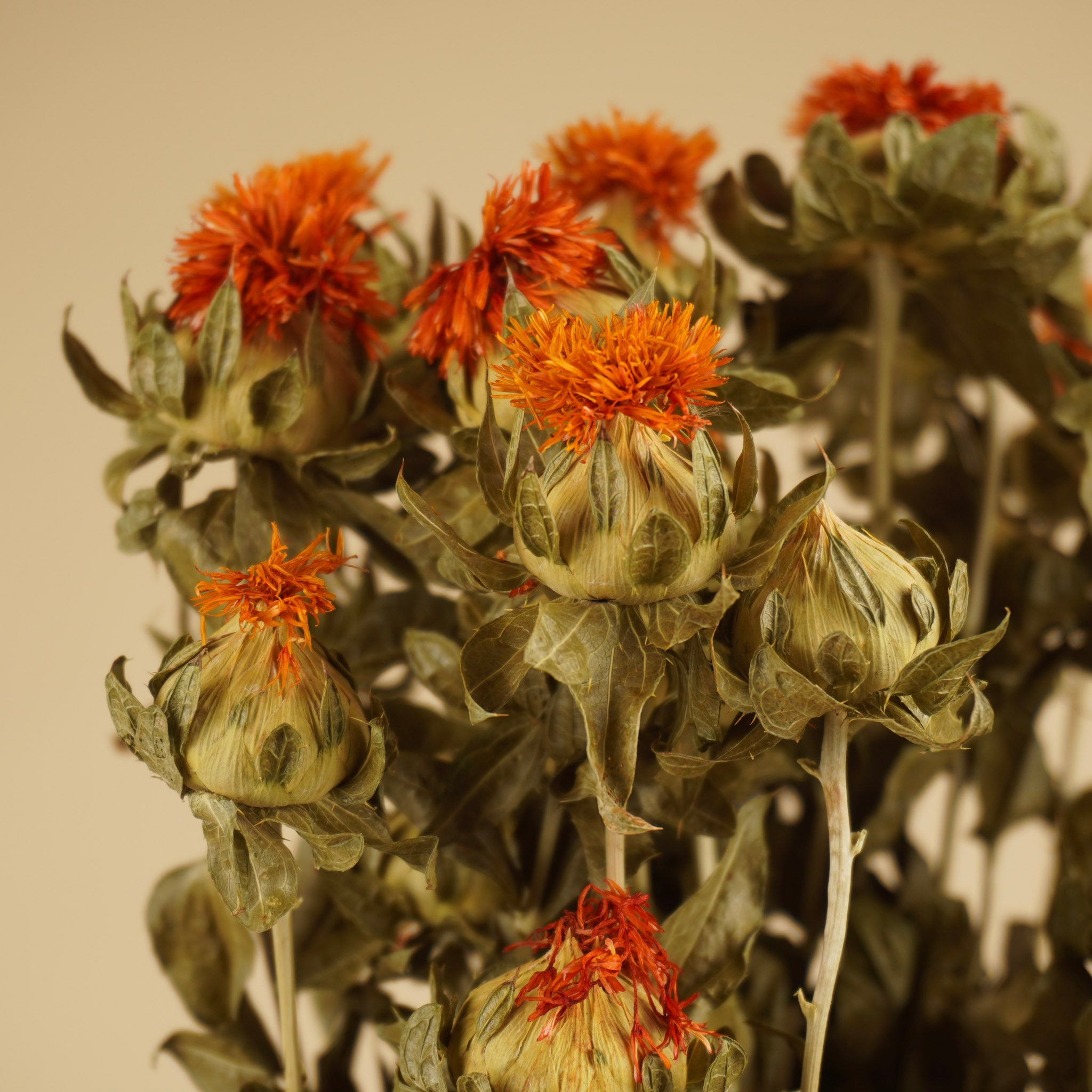 Gedroogde carthamus – oranje
