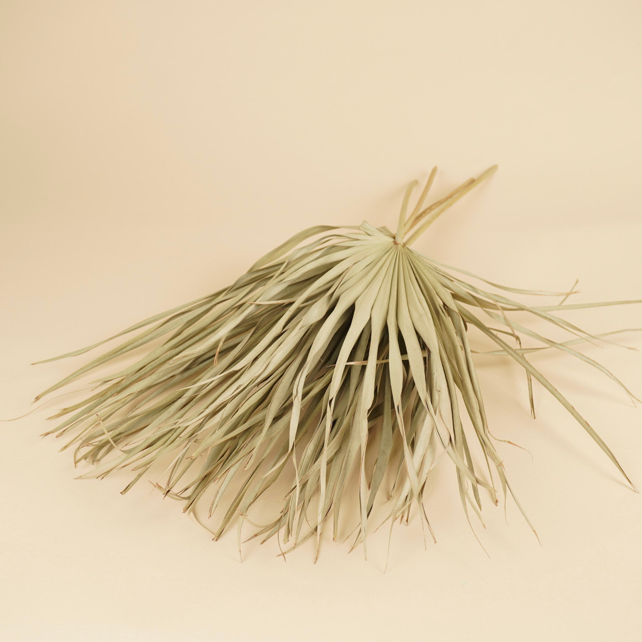 Gedroogde chamaerops bladeren – naturel