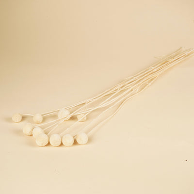 Dried craspedia white bleached 10 stems