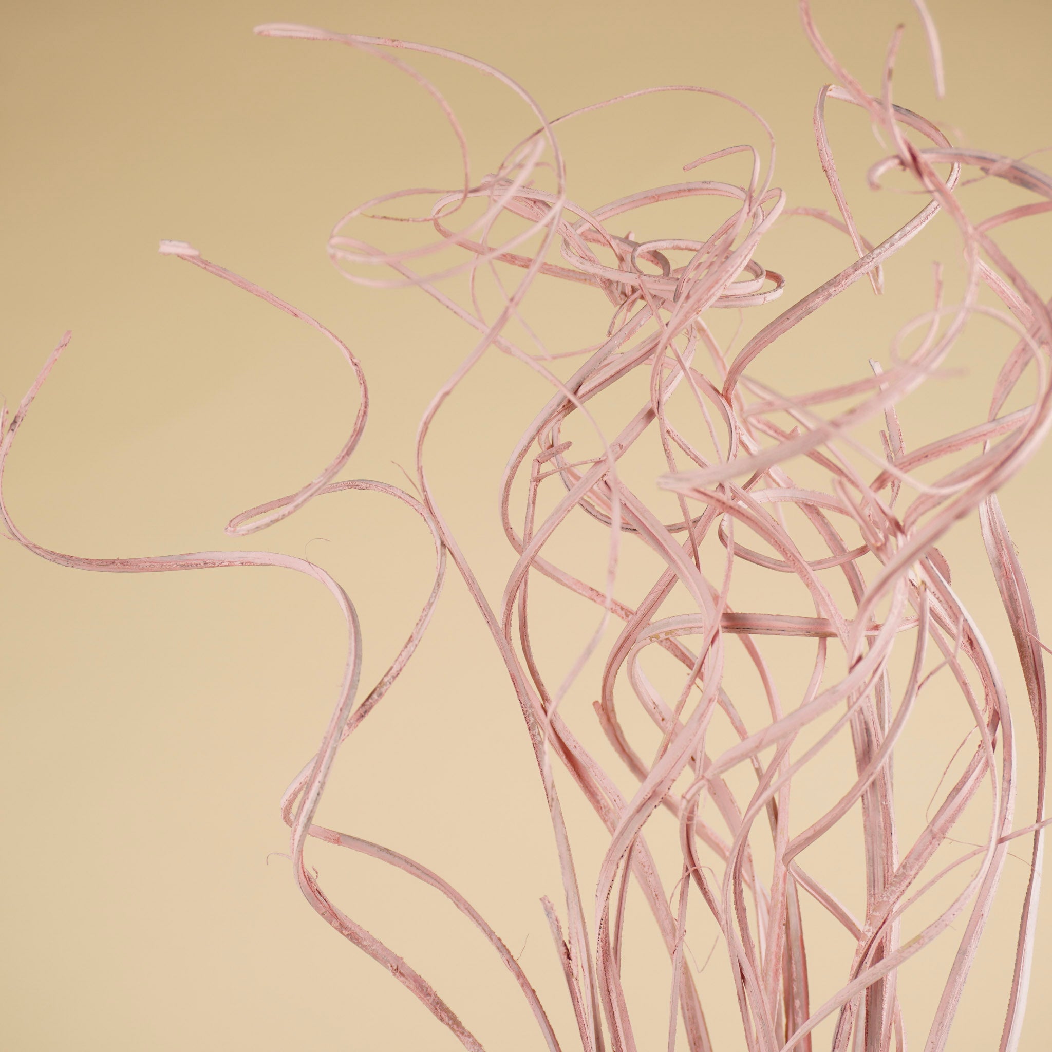 Curly ting rose brumeux