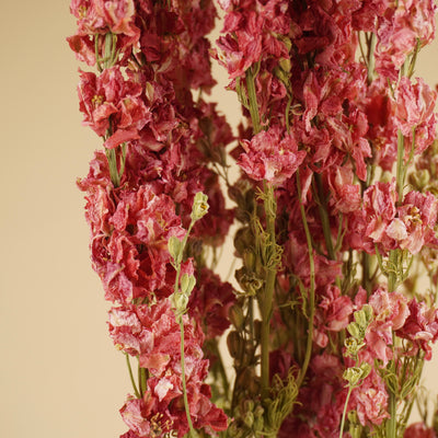Delphinium séché (Ridderspoor) rose