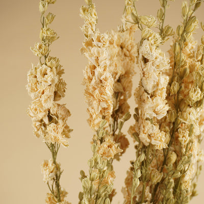 Getrocknetes Delphinium -Rätsel