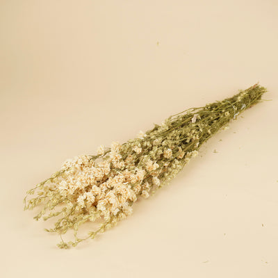 Getrocknetes Delphinium -Rätsel