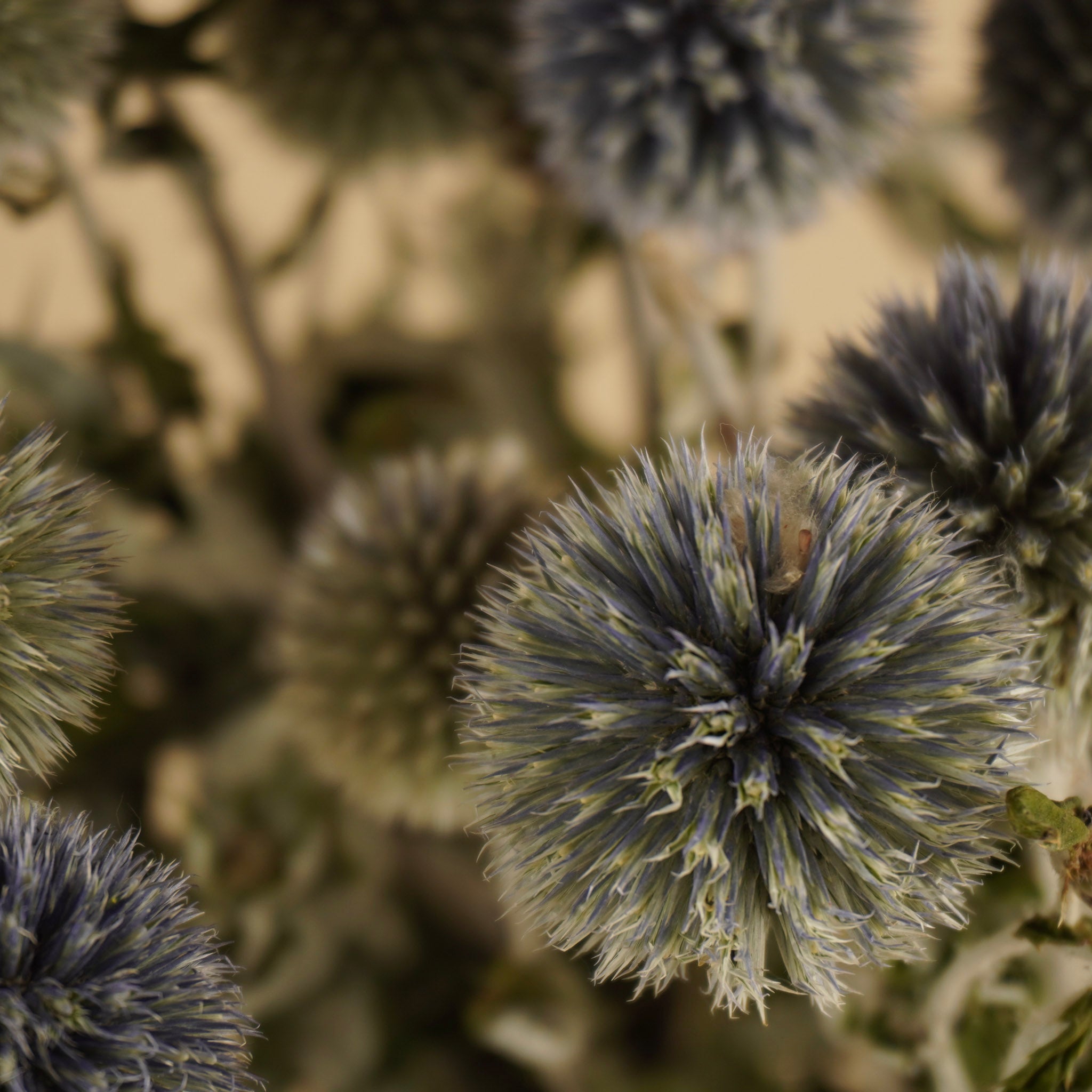 Getrocknete Echinops Natural Blau