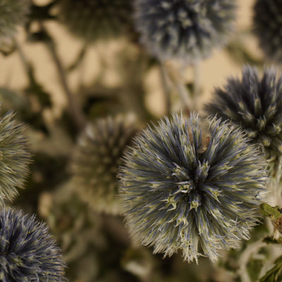 Dried Echinops Natural Blue