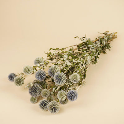 Dried Echinops Natural Blue