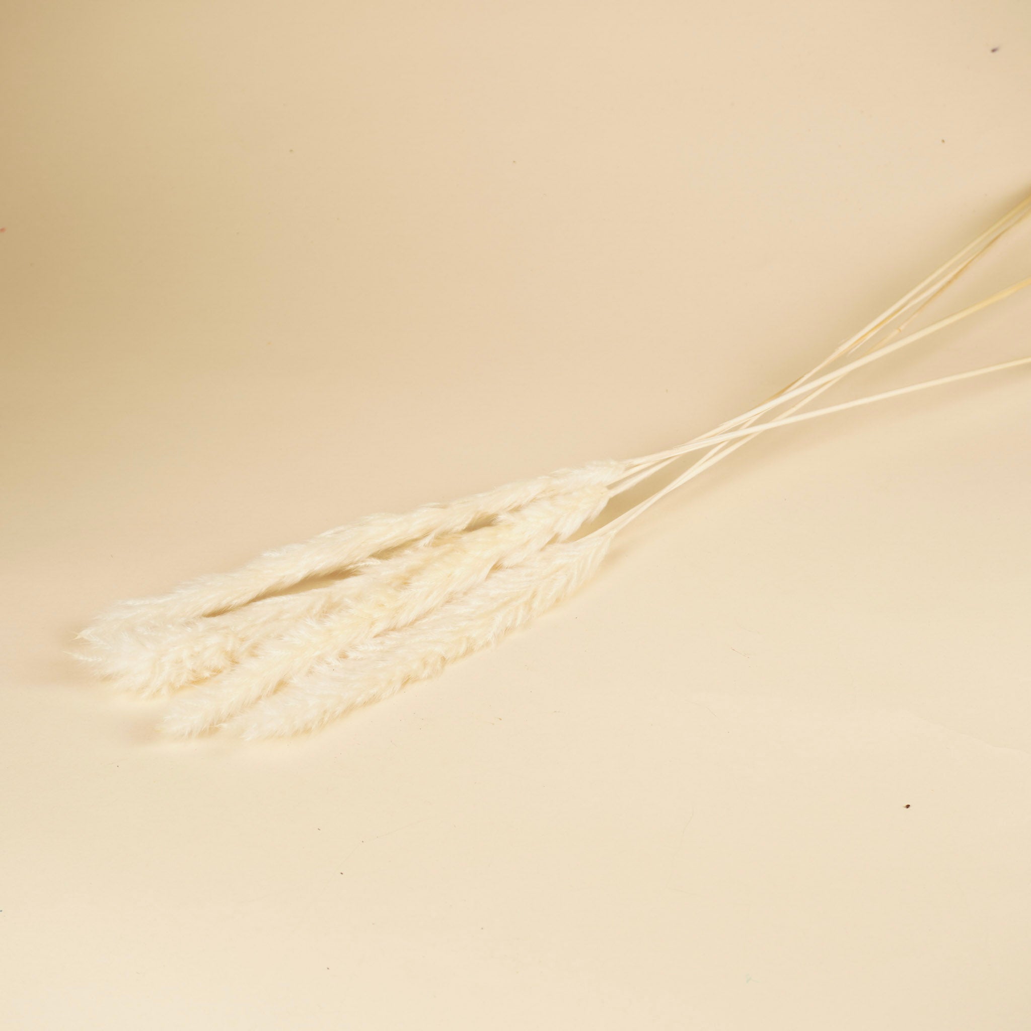 Pampas moelleux (Miscanthus) Plum blanchied