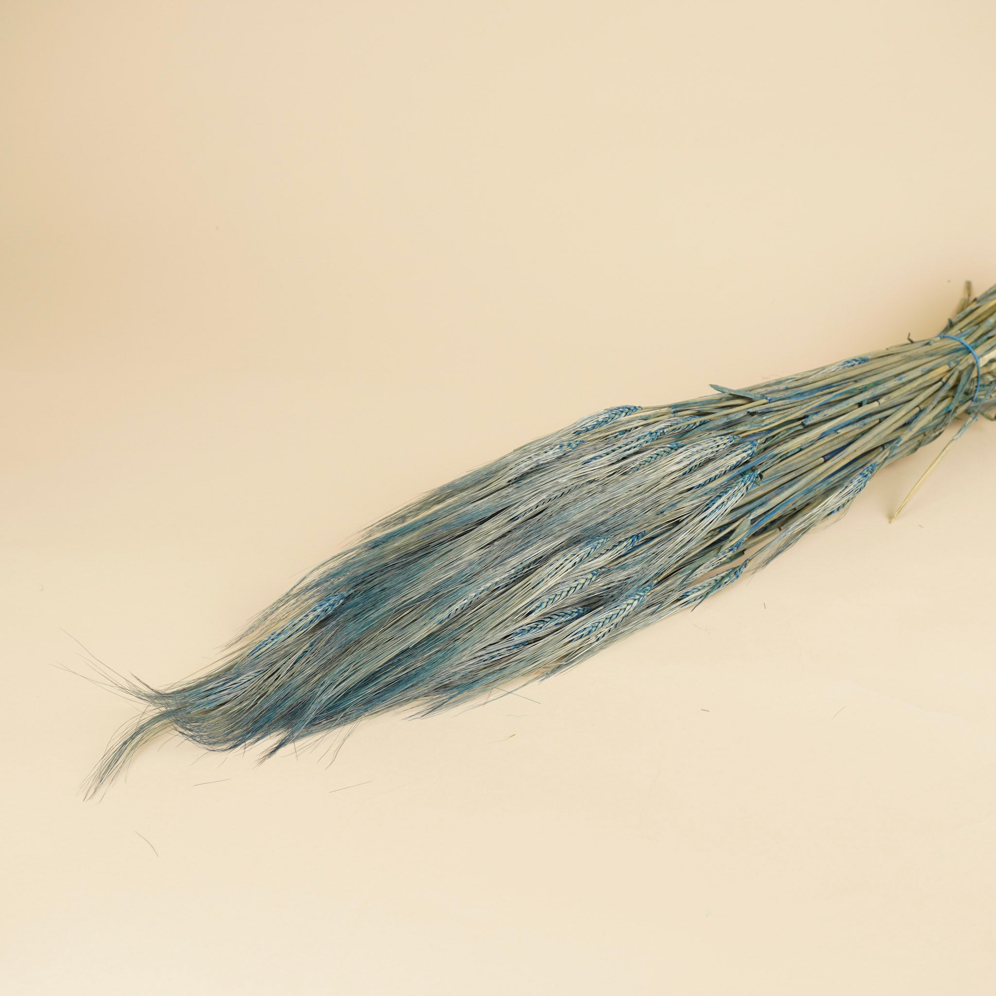 Blue d'orge 70 cm