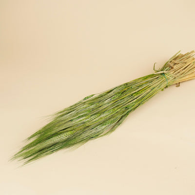 Gedroogde Gerst – groen