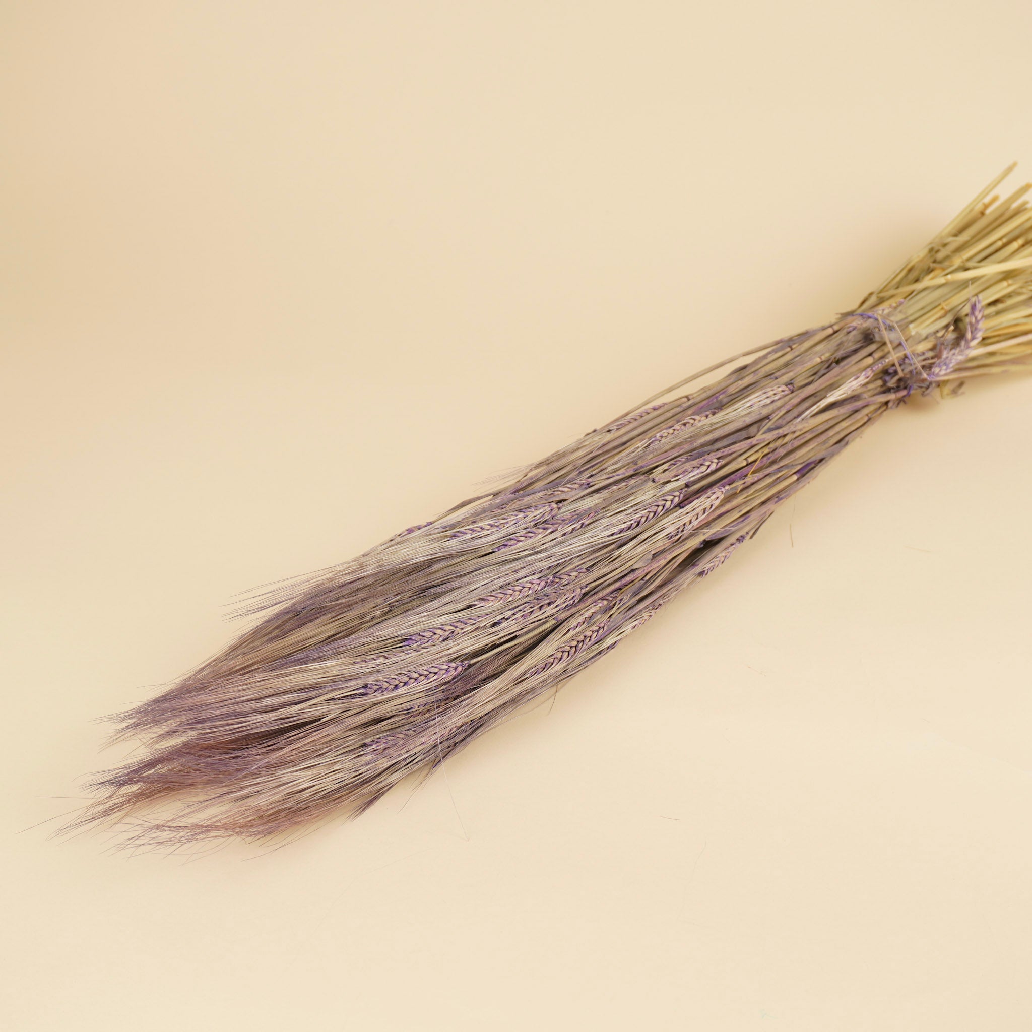 Orge violet 70 cm