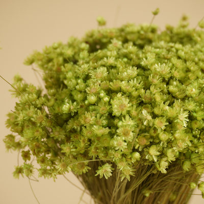 Glixia (Star Flower) Dried Cerise
