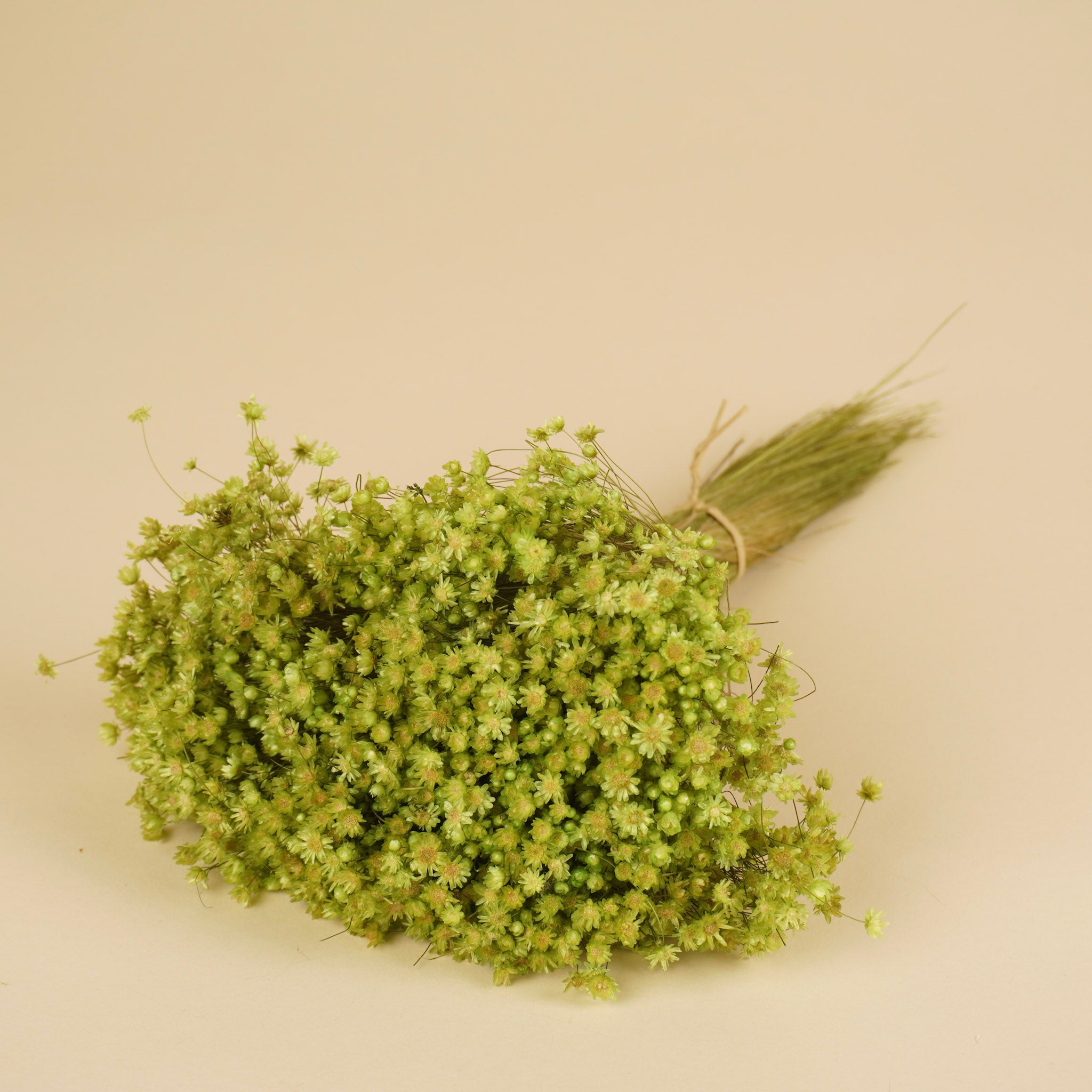 Glixia (Star Flower) Dried Cerise