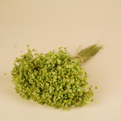 Glixia (Star Flower) Dried Cerise