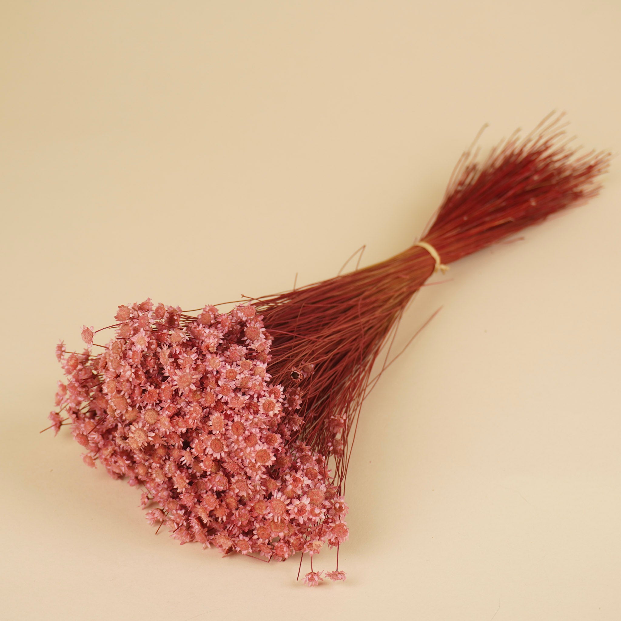 Glixia bleached pink (Star Flower)