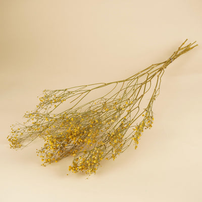 GIPSPRAID (Gypsophilia) painted yellow dried