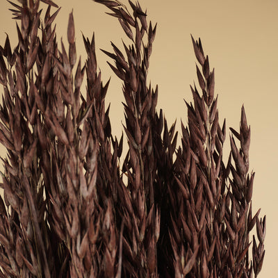 Dried oats (Avena) Brown painted