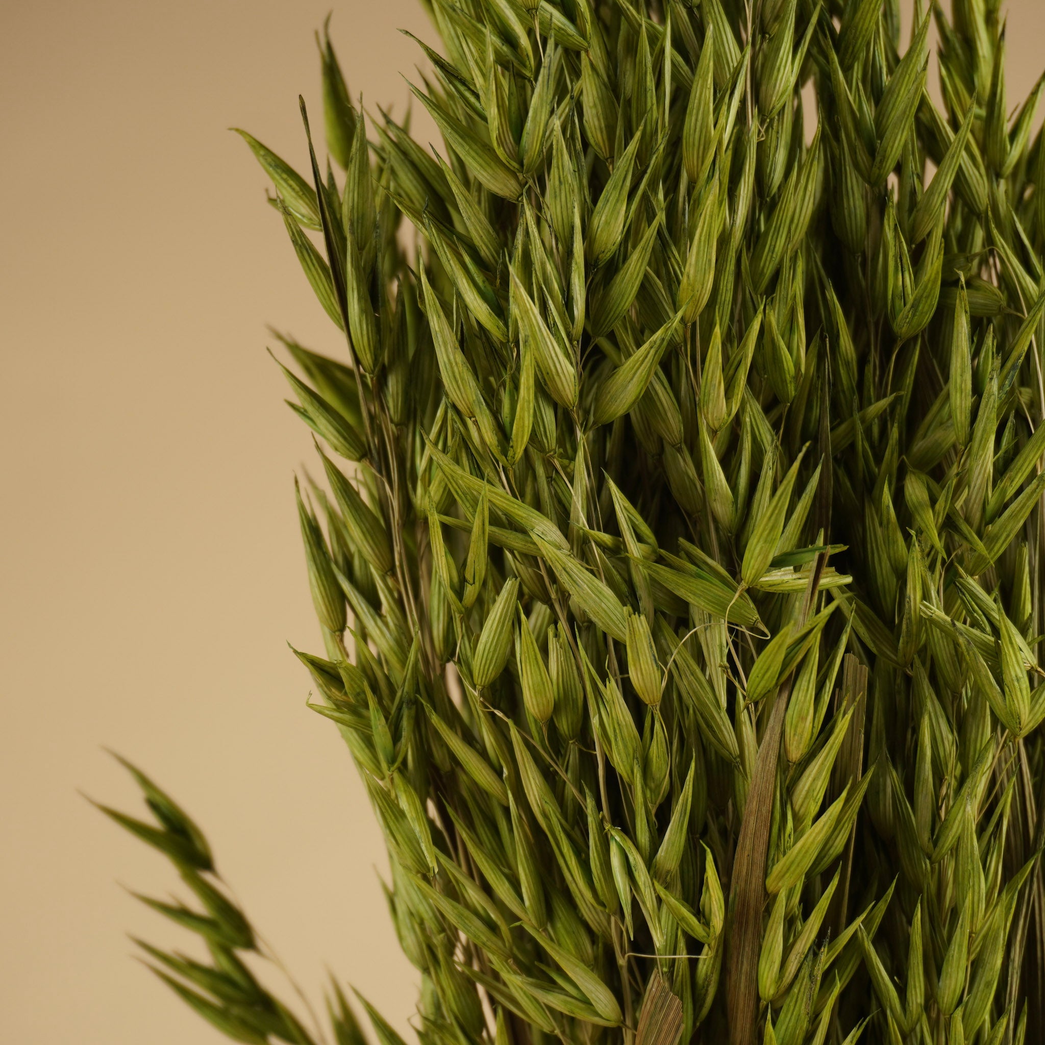 Green coloré de l'avoine séchée (avena)