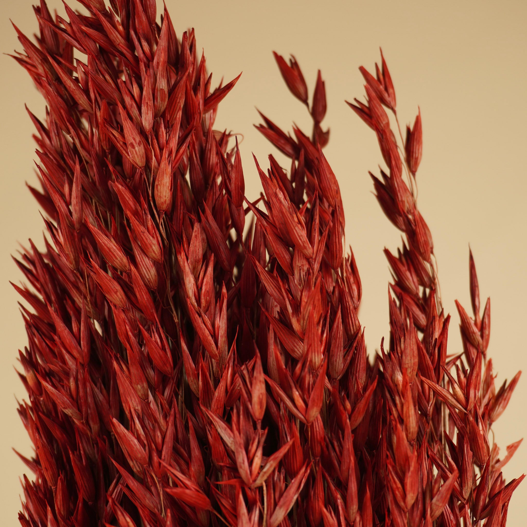 Avoine séchée avena rouge