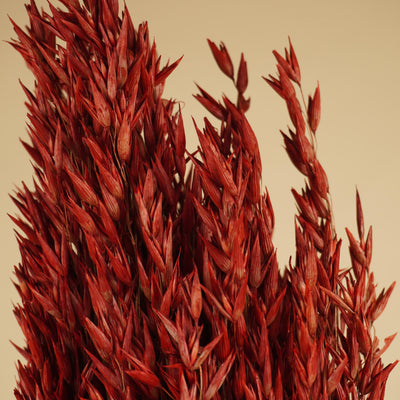 Getrocknete Hafer Avena Rot