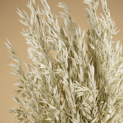 Avoine séchée (avena) lavage blanc coloré