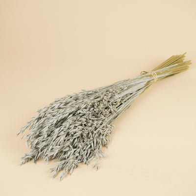 Avoine séchée gris lavage coloré