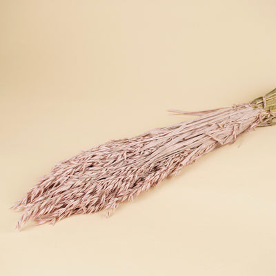 Avoine séchée (avena) coloré rose brumeux