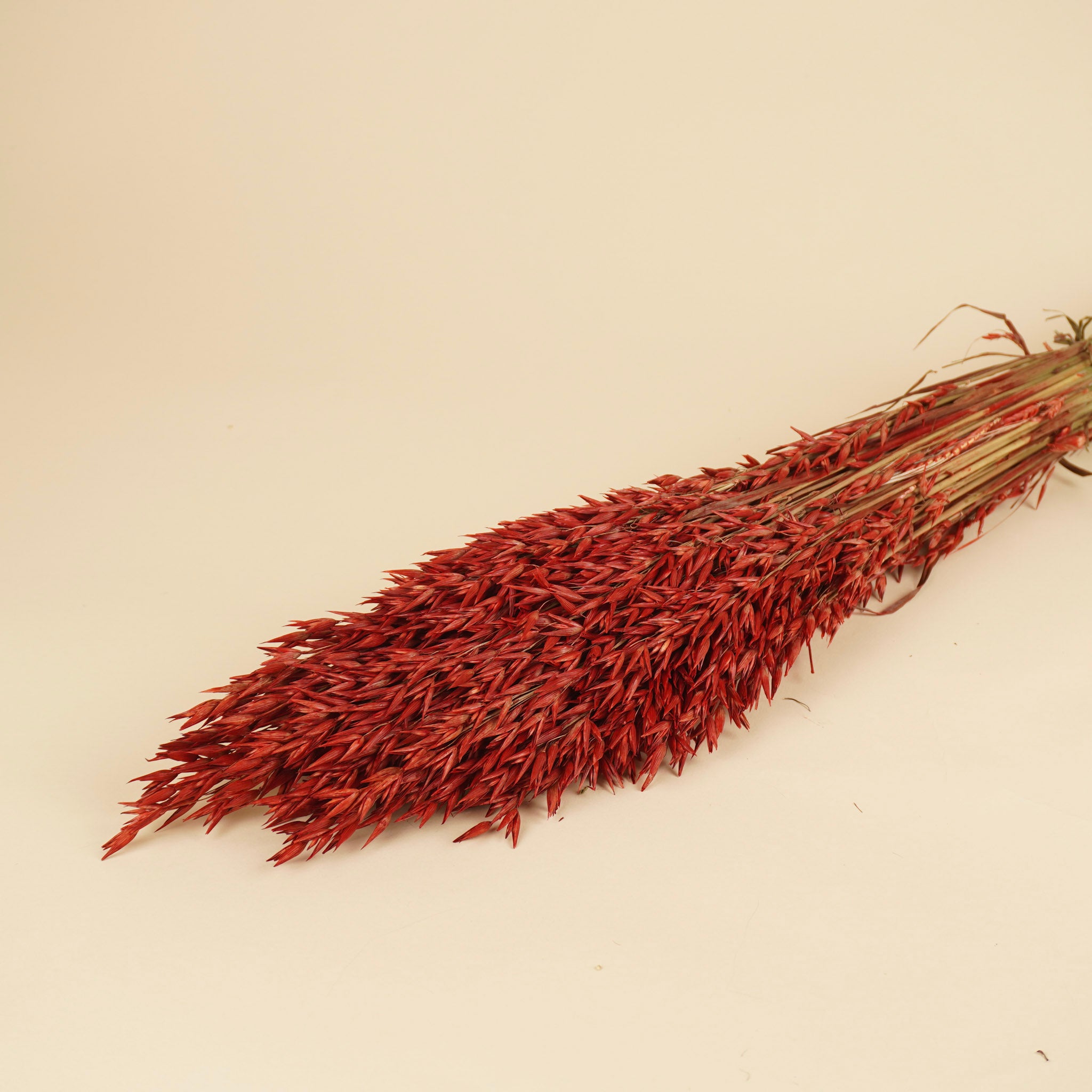 Avoine séchée avena rouge