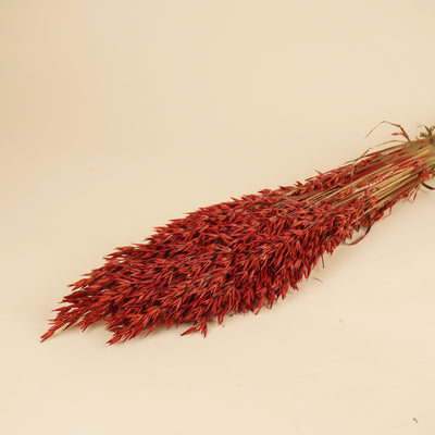 Getrocknete Hafer Avena Rot