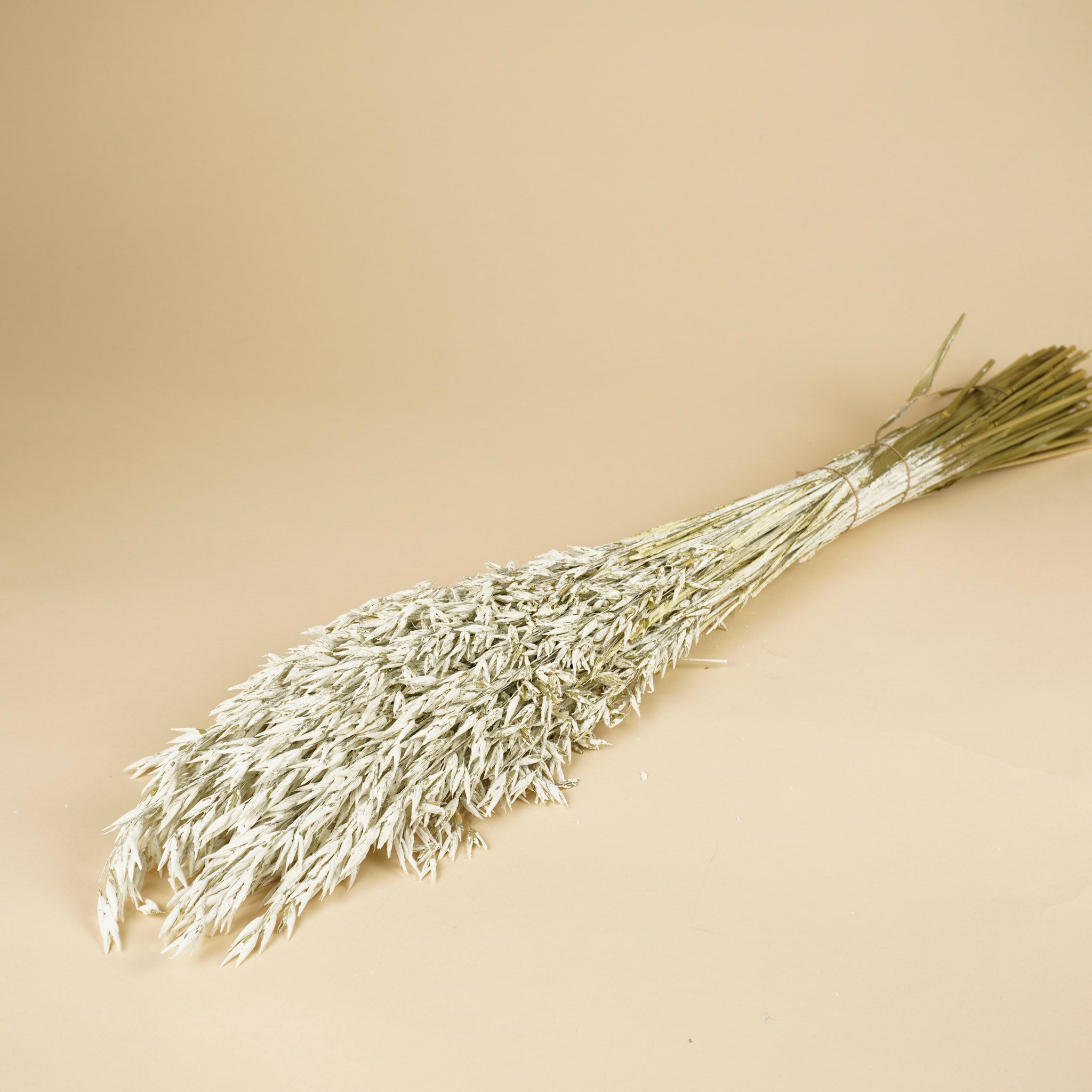 Avoine séchée (avena) lavage blanc coloré