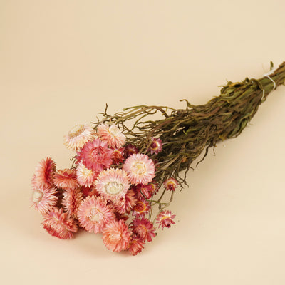 Dried Helichrysum Salmon